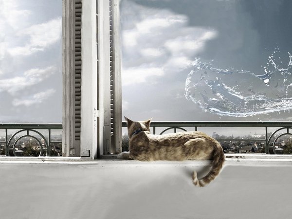 cat, вода, кот, окно