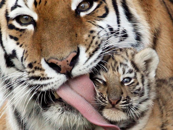 забота, ласка, тигр, тигрёнок, язык