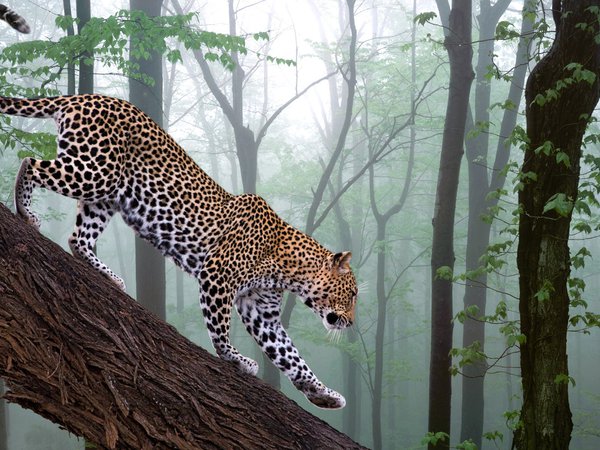 leopard, ветка, лес, фотошоп
