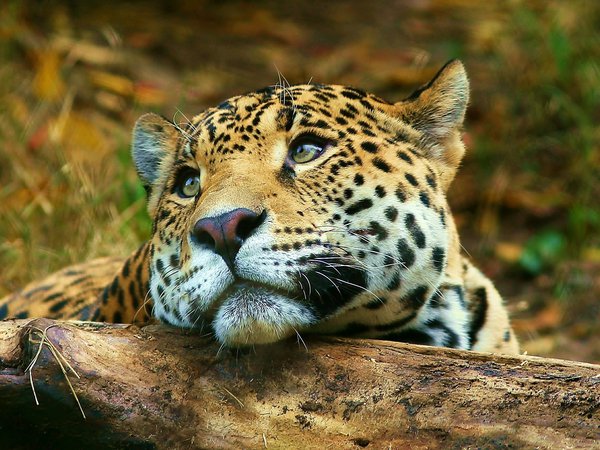 leopard, взгляд, лежит, леопард