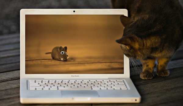 Обои на рабочий стол: macbook, игрушка, кот, кошка, мышка