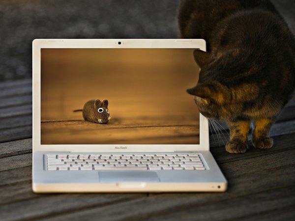 macbook, игрушка, кот, кошка, мышка