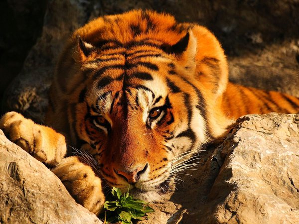 взгляд, задумчивый, камни, лежит, рыжий, тигр