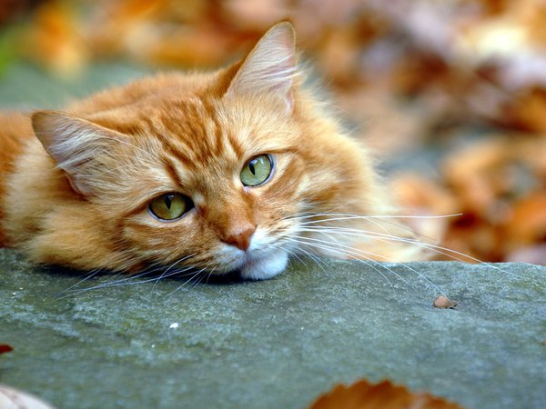 взгляд, кот, осень, рыжий
