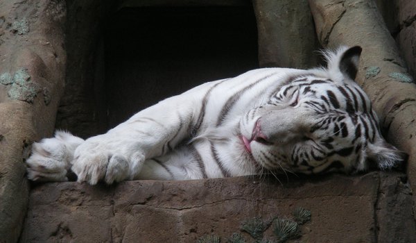 Обои на рабочий стол: tiger, белый тигр, спит