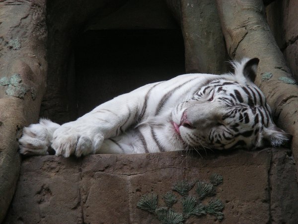 tiger, белый тигр, спит
