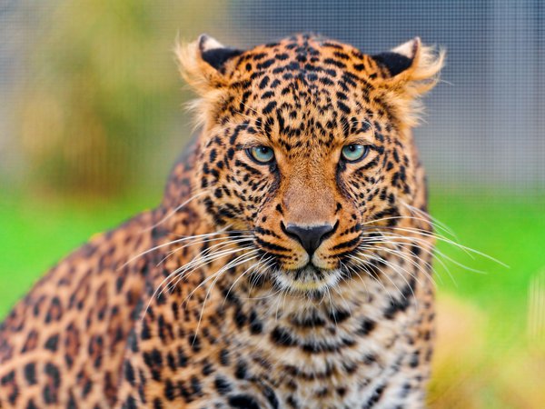 leopard, panthera pardus, взгляд, красивый, леопард, морда, усы