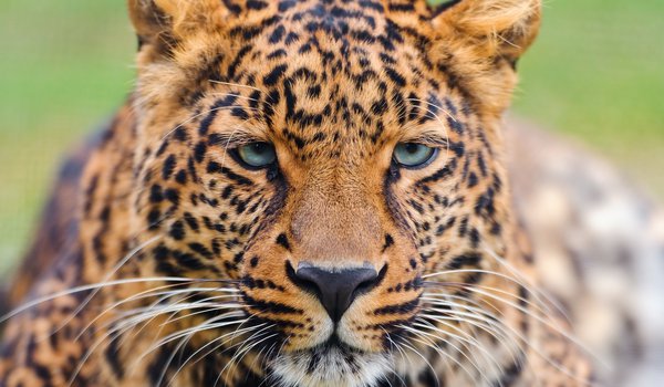 Обои на рабочий стол: leopard, panthera pardus, большая пятнистая кошка, взгляд, красивый, леопард, морда, усы