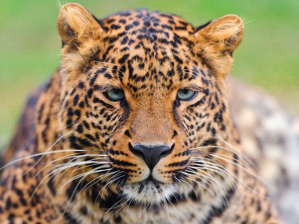 leopard, panthera pardus, большая пятнистая кошка, взгляд, красивый, леопард, морда, усы