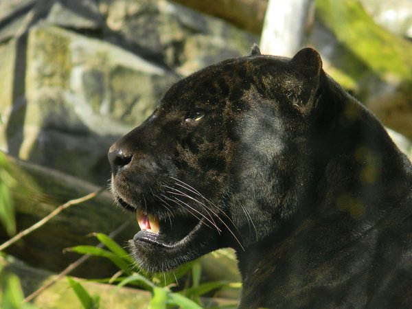 взгляд, морда, пантера, профиль, хищник, черный, ягуар