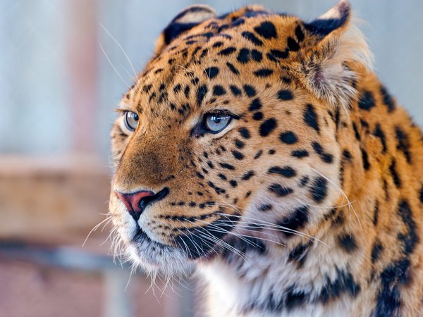 amur leopard, взгляд, дальневосточный, леопард, морда, усы
