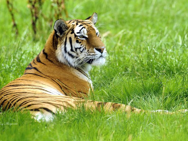 лежит, на траве, сибирский, тигр