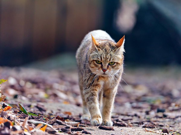 wildcat, дикая кошка, листья