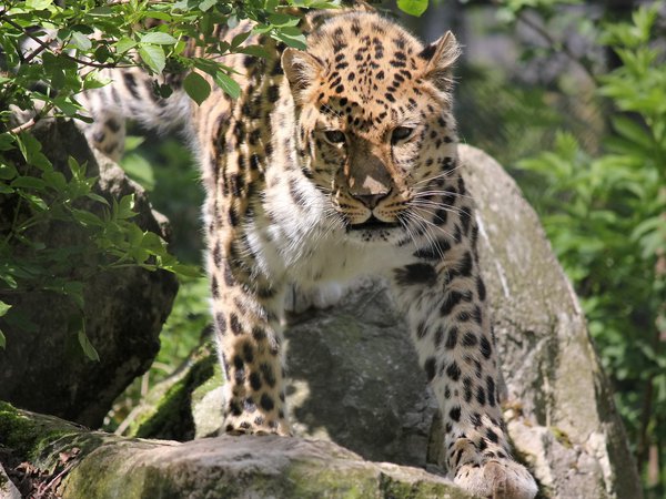 leopard, panthera pardus orientalis, дальневосточный, камни, кустарник, леопард, морда, пятнистая кошка, усы