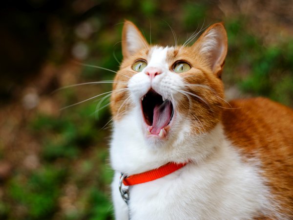 cat, ginger, yawns, зевает, кот, рыжий
