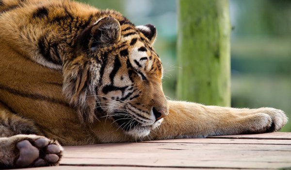 Обои на рабочий стол: panthera tigris, tiger, лапы, морда, полосатая рыжая кошка, спит, тигр, хищник