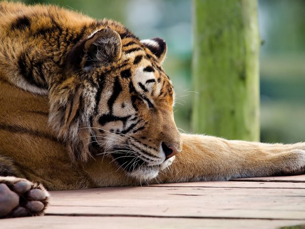 panthera tigris, tiger, лапы, морда, полосатая рыжая кошка, спит, тигр, хищник