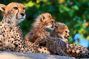 Обои на рабочий стол: гепард, котята, мама, мать, семья, трое