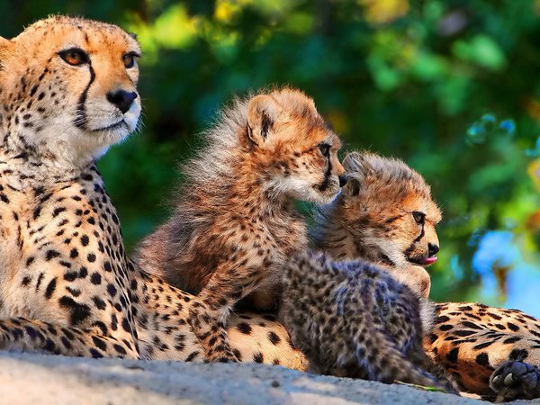 гепард, котята, мама, мать, семья, трое