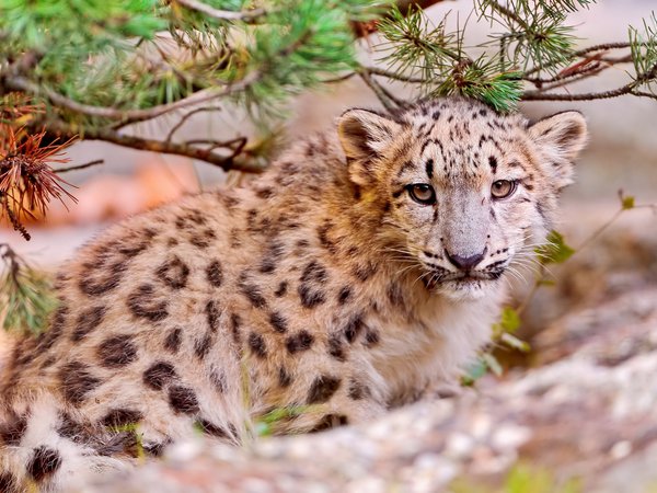 snow leopard, uncia uncia, ирбис, котенок, морда, смотрит, снежный барс, хищник