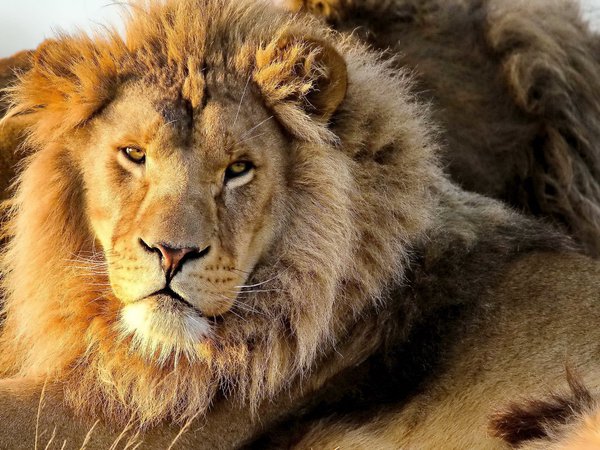 lion, panthera leo, грива, лев, морда, смотрит, усы, хищник