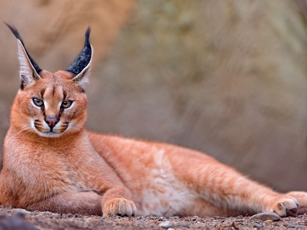 caracal, каракал, степная рысь