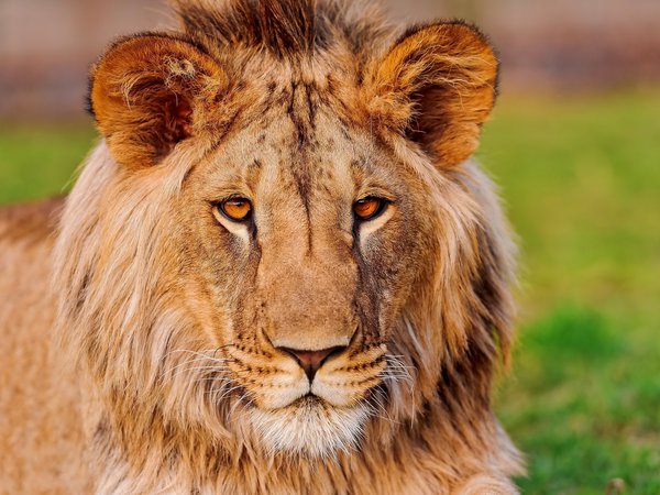 fufik, lion, panthera leo, азиатский, взгляд, красавец, лев, морда, усы, уши, фуфик