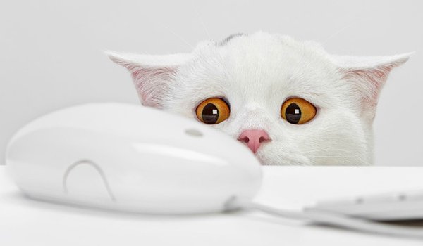 Обои на рабочий стол: белый кот, желтые глаза, испуг, мышка