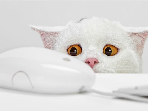 белый кот, желтые глаза, испуг, мышка