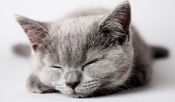 Обои на рабочий стол: cat, kitten, кот, котенок, кошка, серый, спит