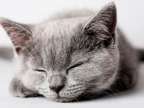 cat, kitten, кот, котенок, кошка, серый, спит