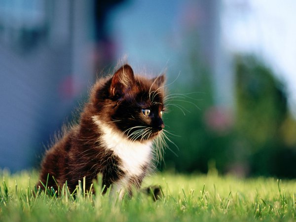город, кот, котенок, кошка, трава, черный