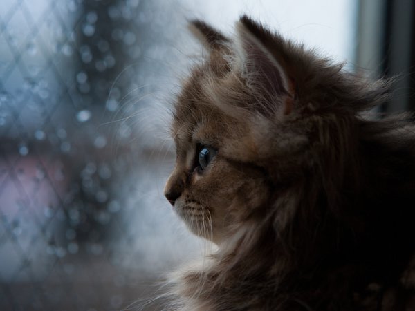 Daisy, © Ben Torode, дождь, кошка, окно