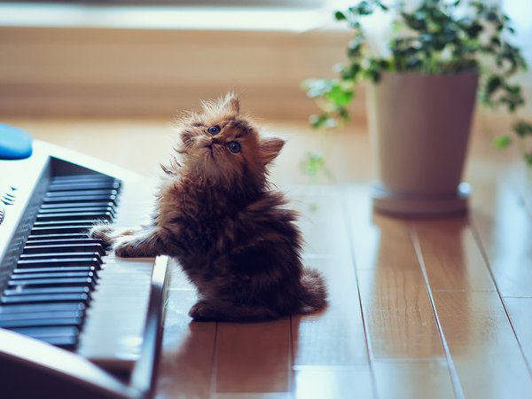 catcert, Daisy, © Ben Torode, кошка, синтезатор