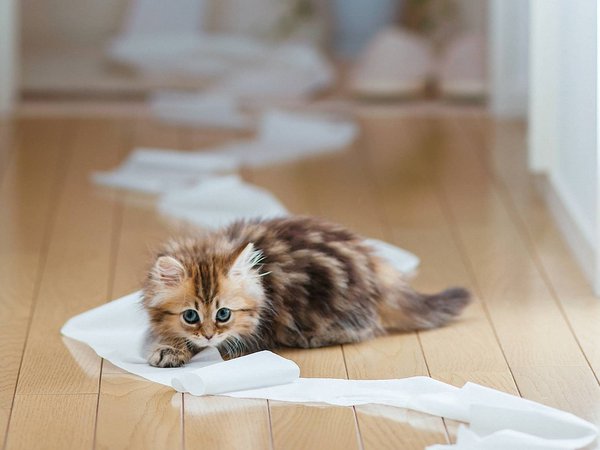 Ben Torode, Daisy, бумага, доски, котенок, кошка, пол, туалетная