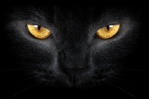 Обои на рабочий стол: black cat, wild, yellow eyes, диких, желтые глаза, Черная кошка