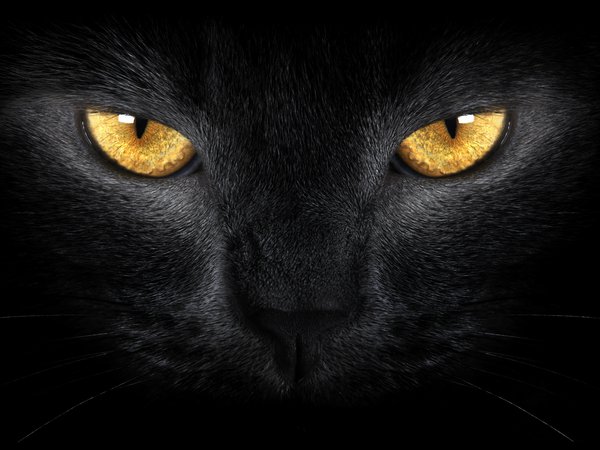 black cat, wild, yellow eyes, диких, желтые глаза, Черная кошка