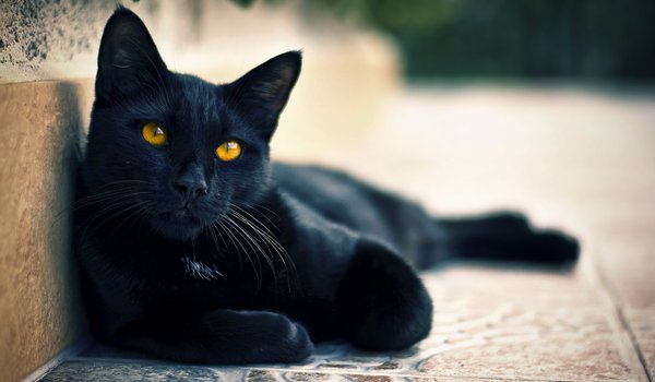 Обои на рабочий стол: глаза, кот, коте, кошка, смотрит, улица, черный