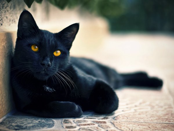 глаза, кот, коте, кошка, смотрит, улица, черный