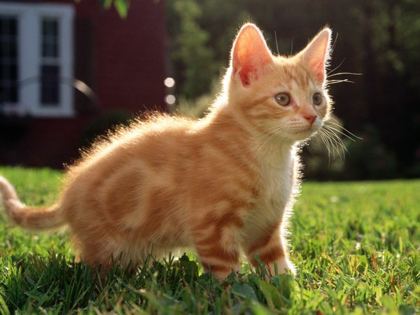 cat, дом, кот, котенок, кошка, полосатый, рыжий, трава