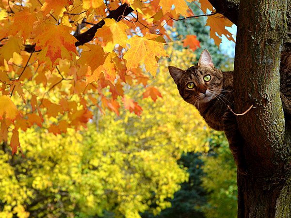 выглядывает, дерево, жетые, клён, кот, котэ, листья, осень