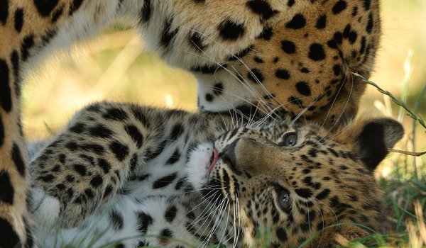 Обои на рабочий стол: © Anne-Marie Kalus, амурский леопард, детеныш, котенок, материнство, хищники