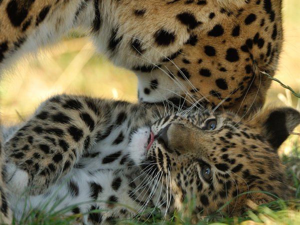 © Anne-Marie Kalus, амурский леопард, детеныш, котенок, материнство, хищники