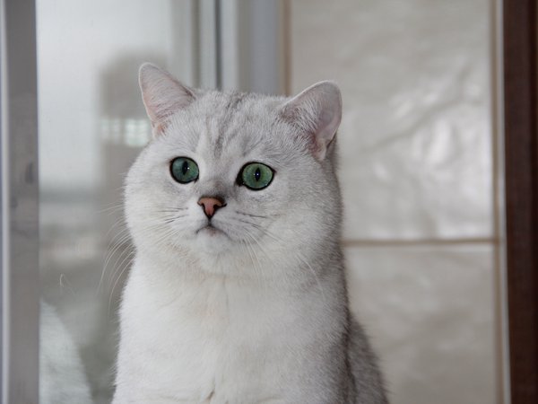 Британская шиншилла, зелёные глаза, кошка, окно