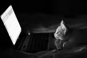 Обои на рабочий стол: Benjamin Torode, Hannah, кошка, монохромное, ноутбук, ночь, чёрно-белое