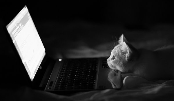 Обои на рабочий стол: Benjamin Torode, Hannah, кошка, монохромное, ноутбук, ночь, чёрно-белое