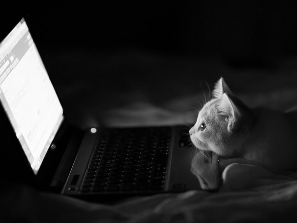 Benjamin Torode, Hannah, кошка, монохромное, ноутбук, ночь, чёрно-белое