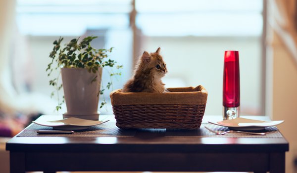 Обои на рабочий стол: Ben Torode, Daisy, корзина, котенок, кошка, стол, тарелки, цветок