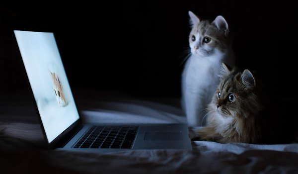 Обои на рабочий стол: Daisy, Hannah, © Benjamin Torode, котята, ноутбук