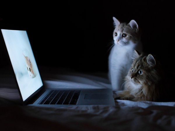 Daisy, Hannah, © Benjamin Torode, котята, ноутбук